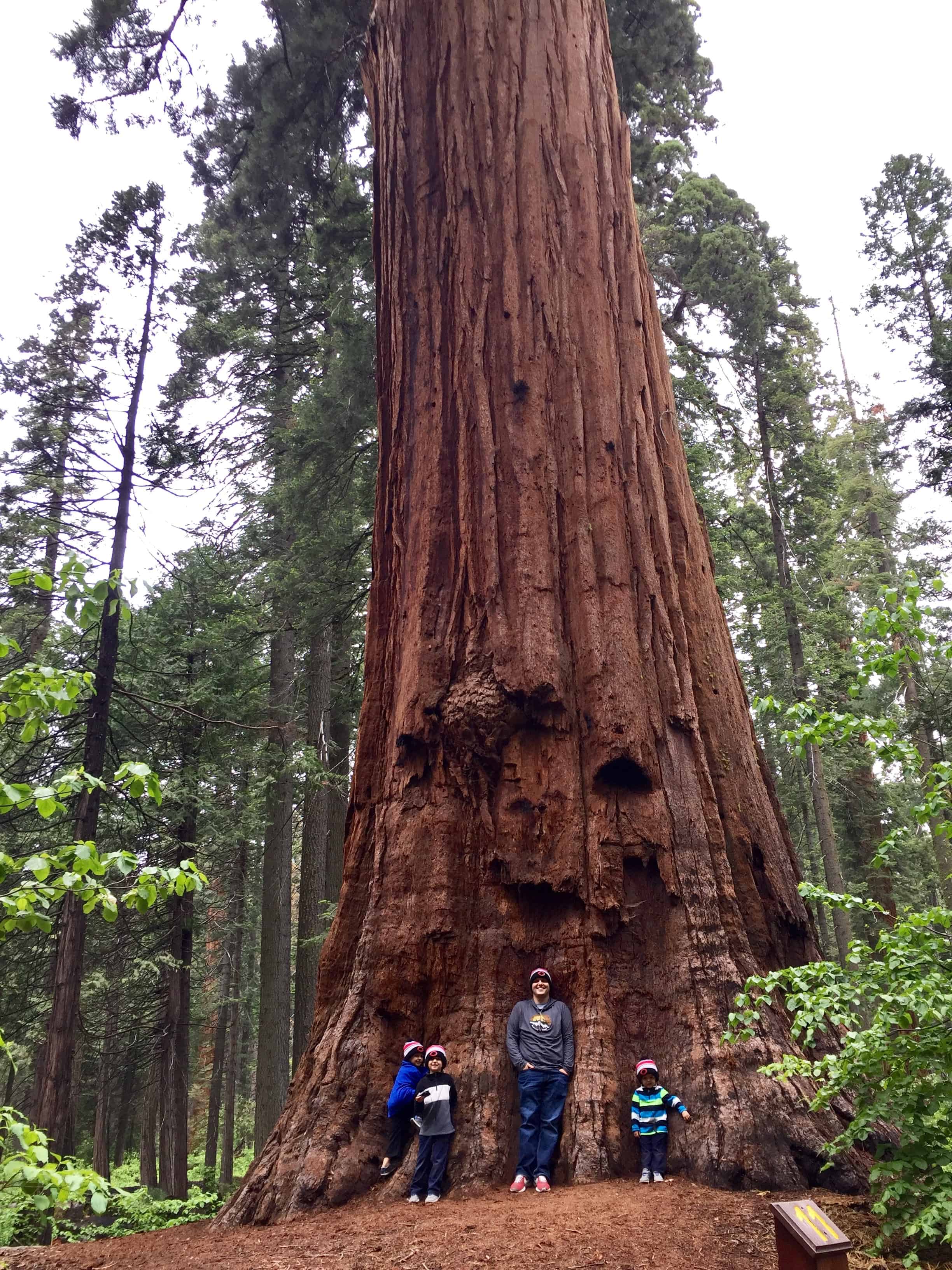 A Twice In A Lifetime Trip: How We Got Here 2 California Trees
