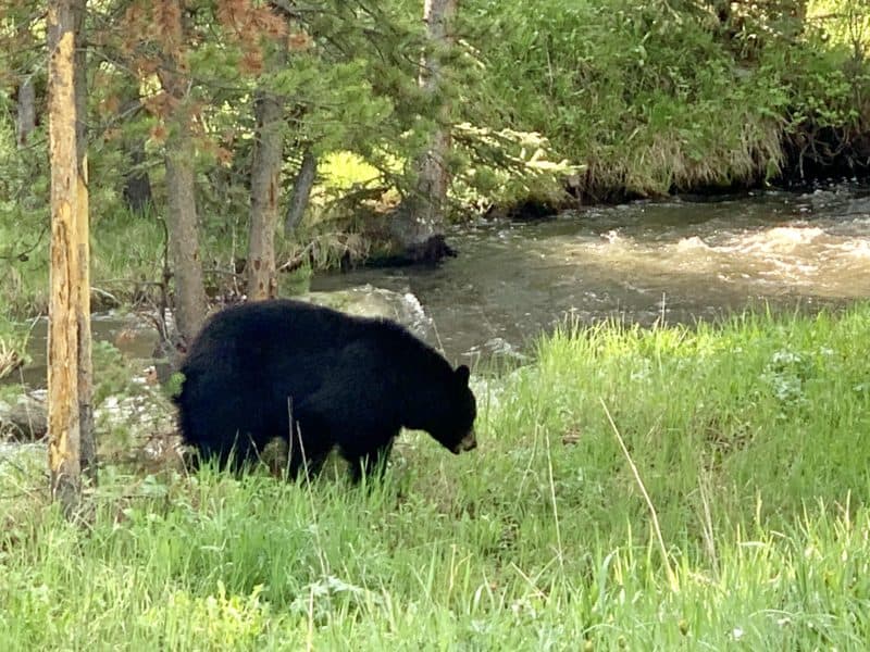 Black Bear Yellowstone