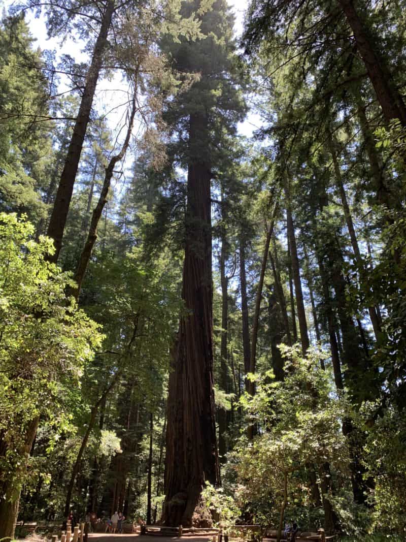 Henry Cowell State Park