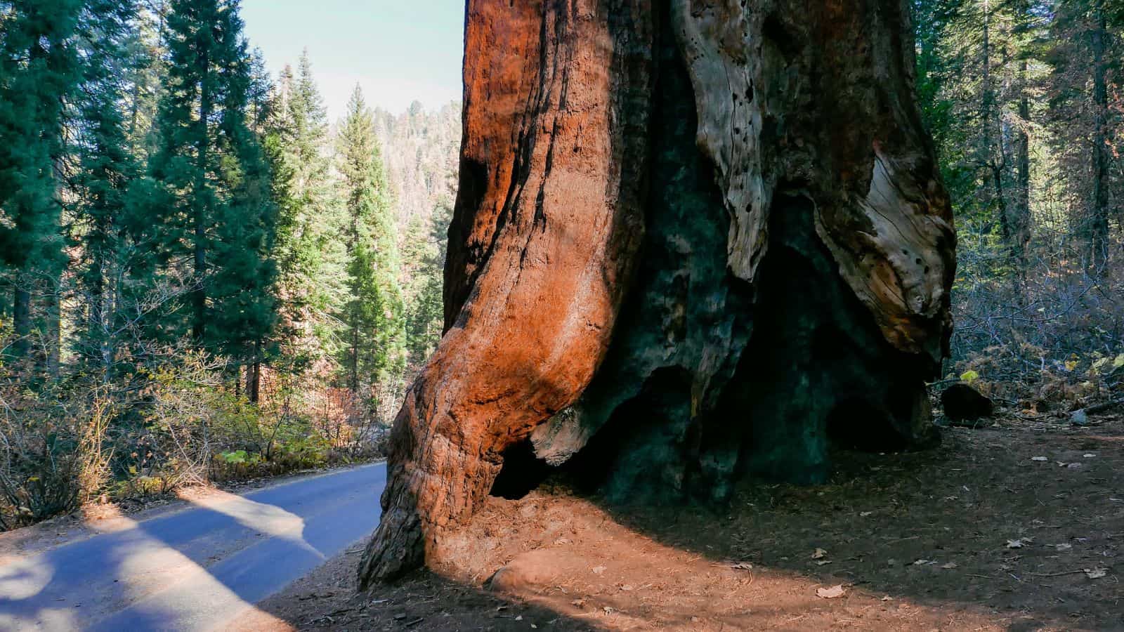 California Sequoia and Kings National Park