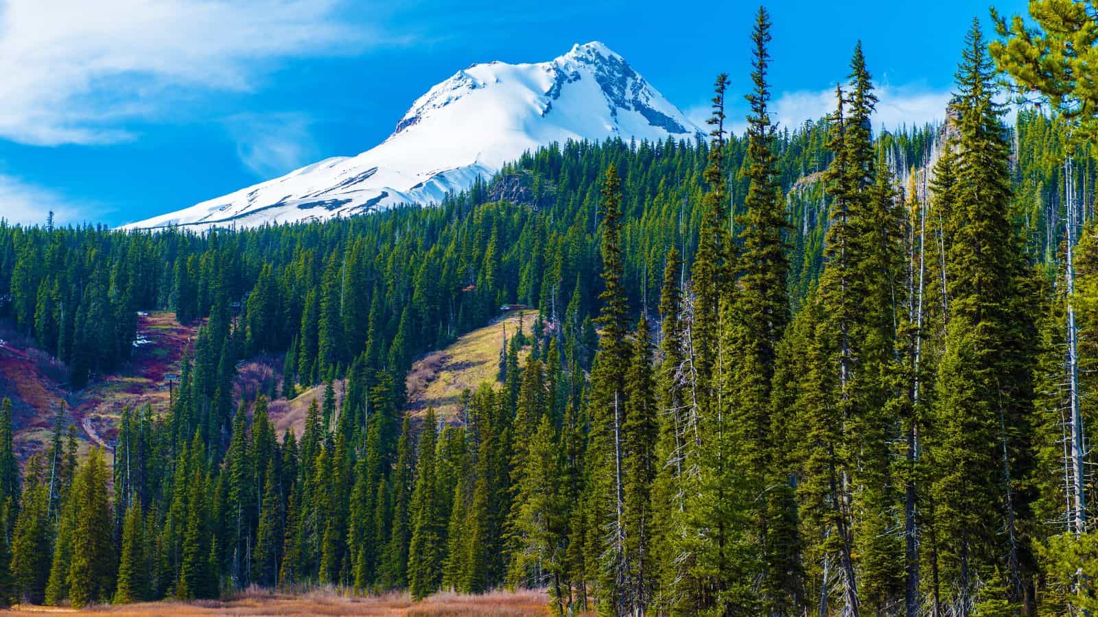Your Perfect Getaway Guide: 19 Best Oregon Vacation Spots 27 Mount Hood National Forest, Oregon