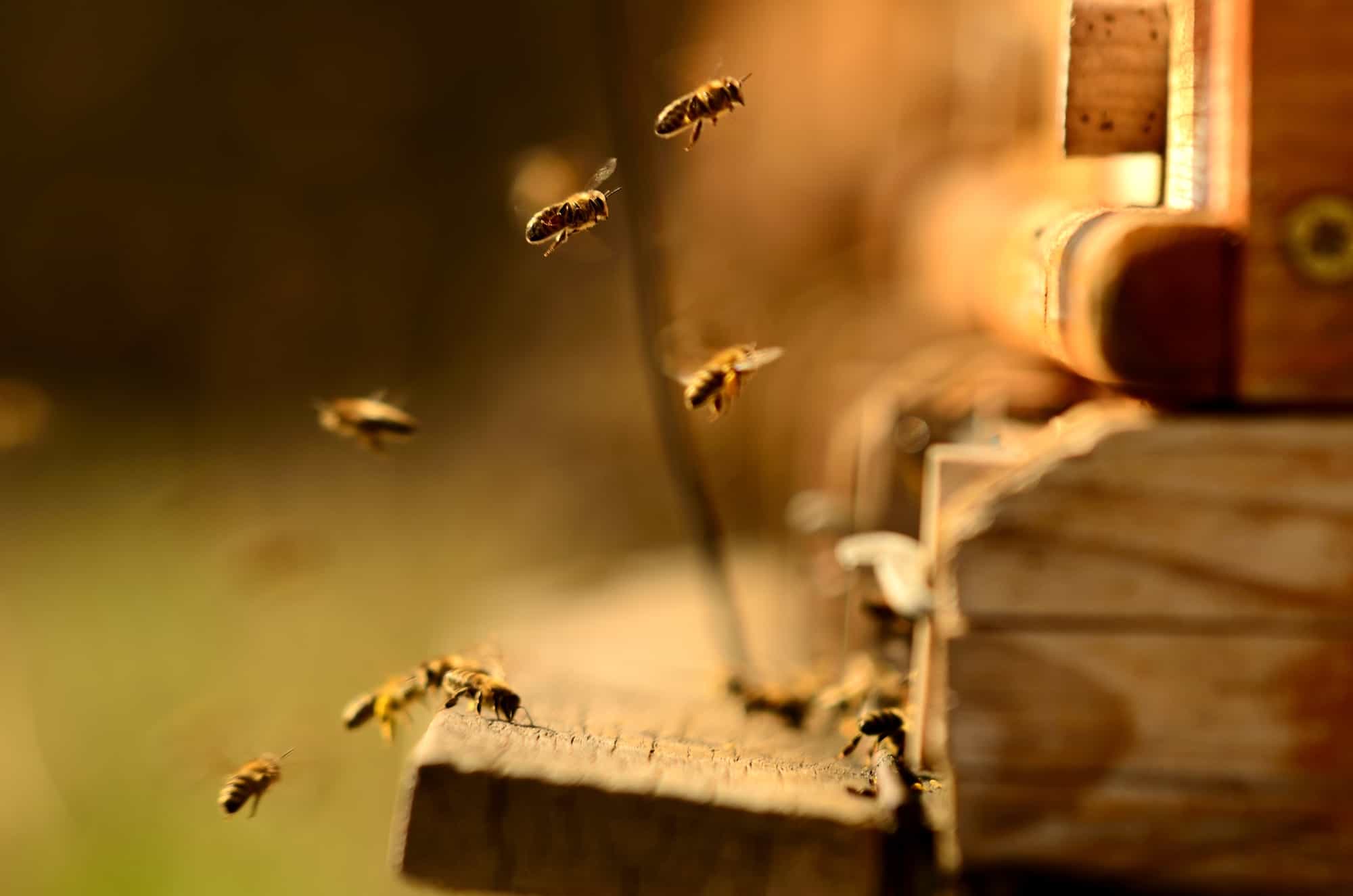 Honey Bee Farm