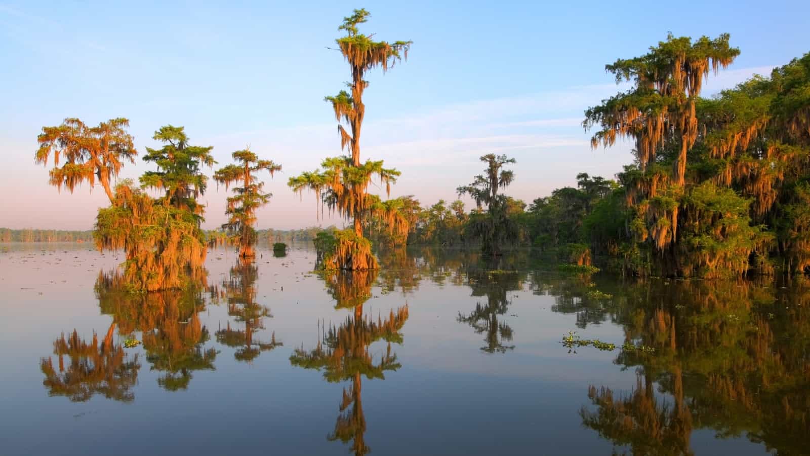 Louisiana Bayous