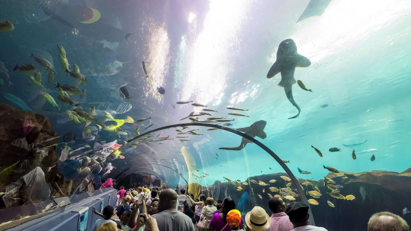 Georgia Aquarium, Georgia
