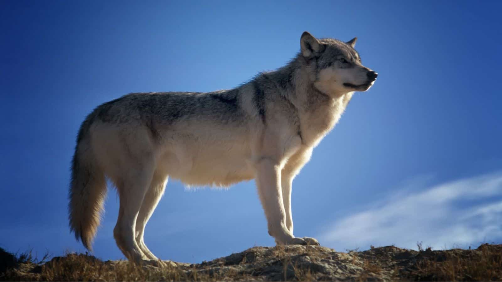The Colorado Wolf and Wildlife Center, Colorado