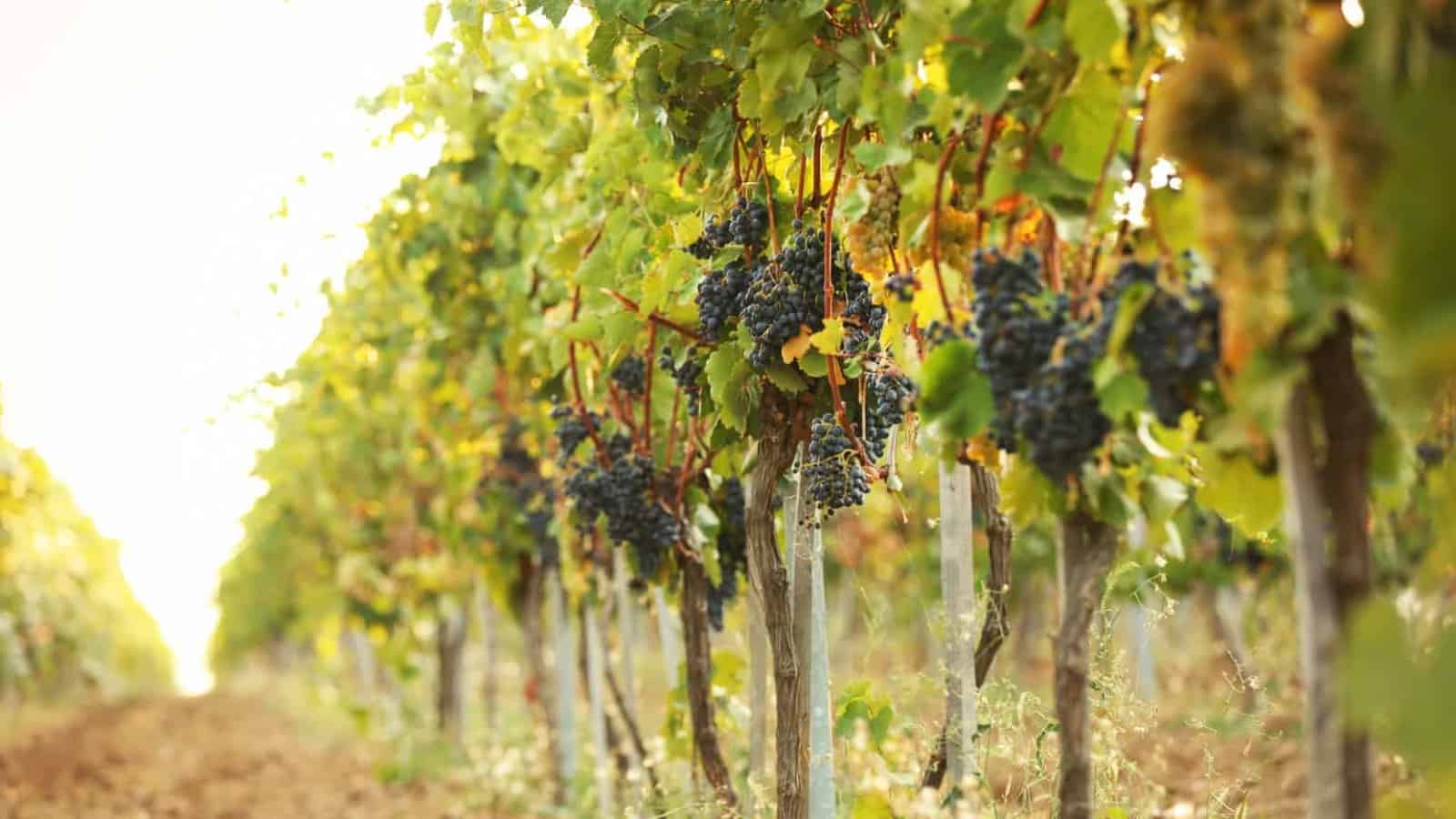 Wineries in Waco