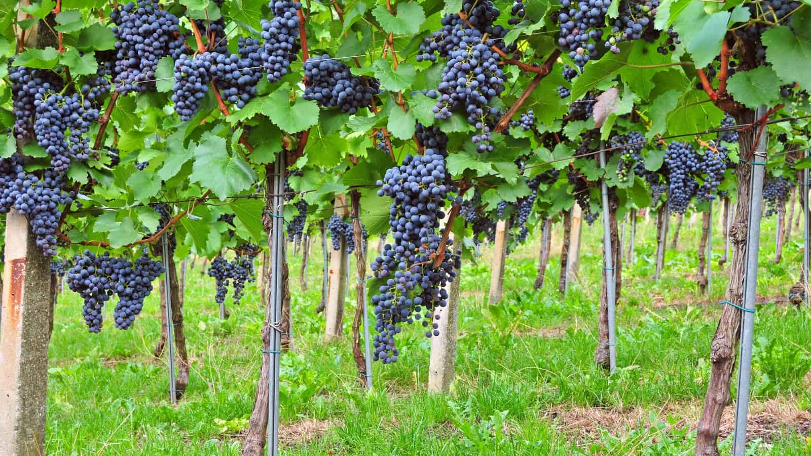 wineries in port clinton