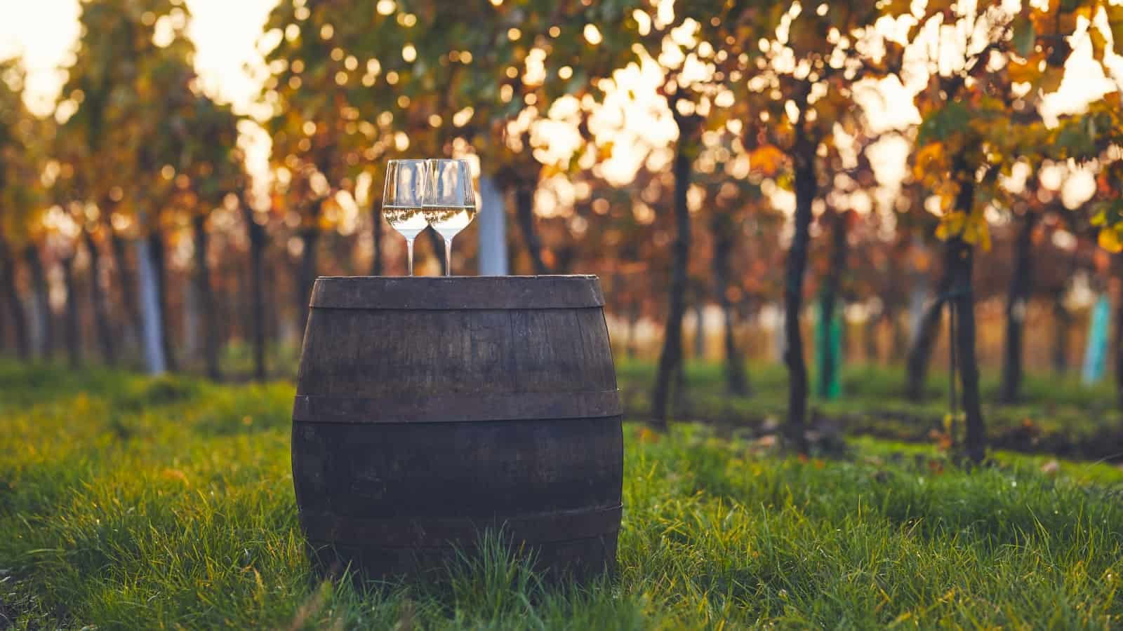 two glasses of white wine stand on a wine barrel in a vineyard