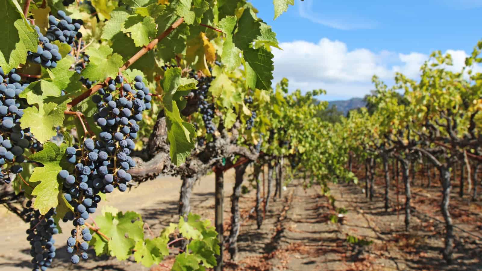 wineries in north georgia
