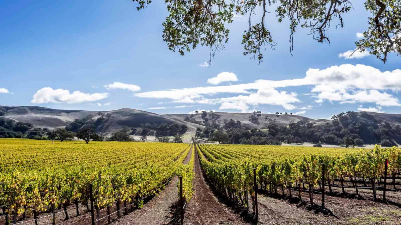 Wineries in Santa Barbara