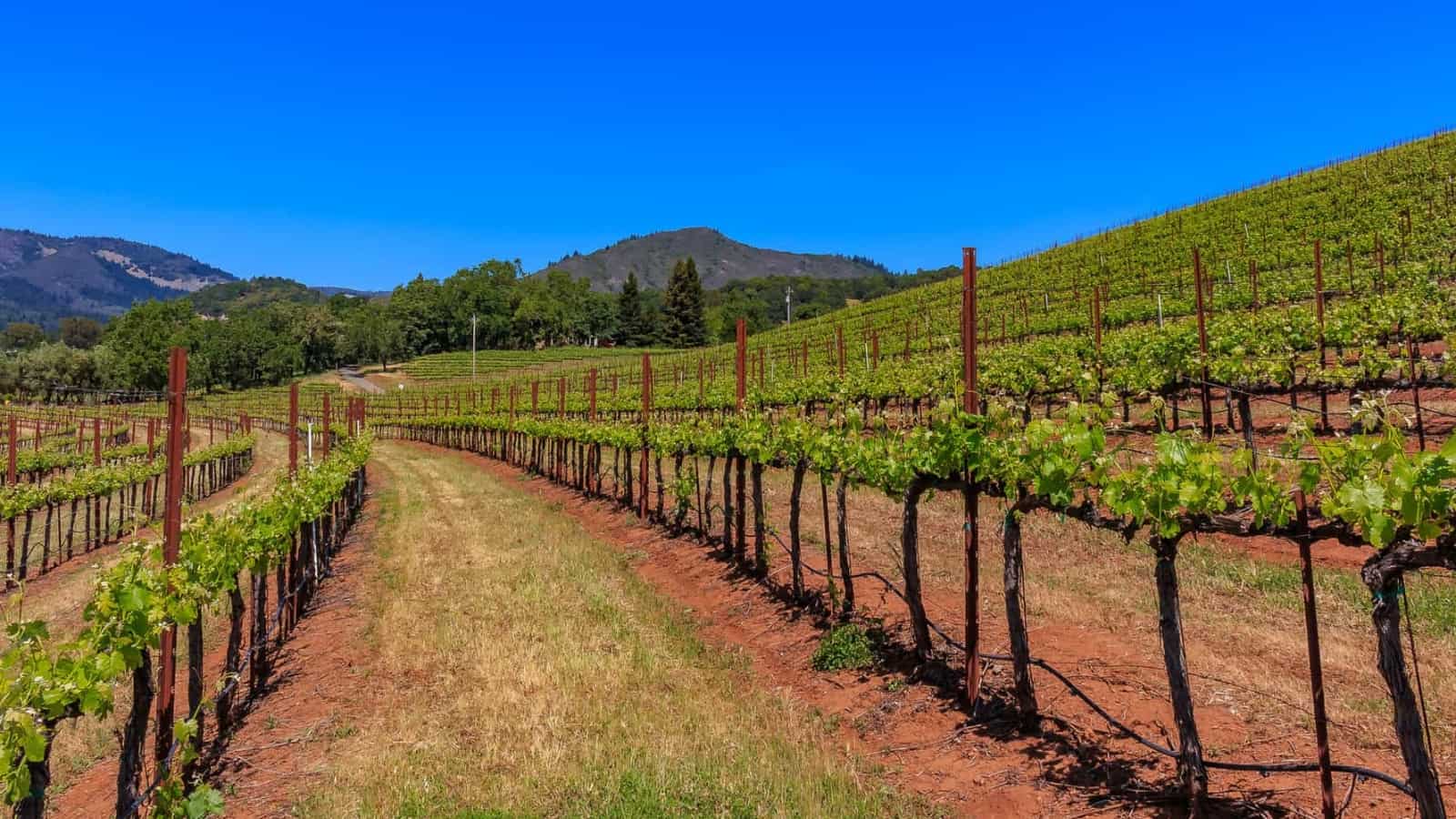 Wineries in Sonoma