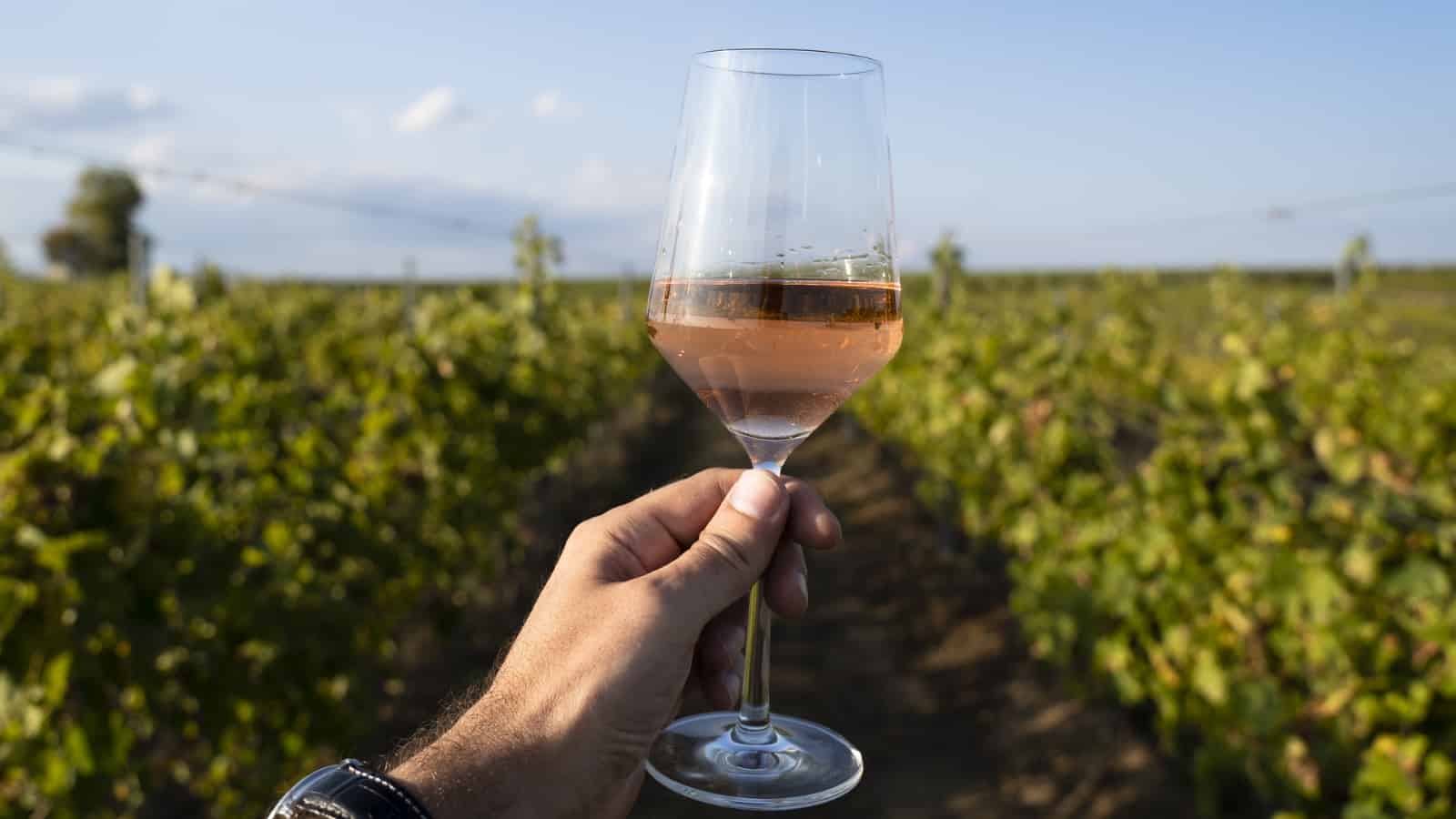 Hand holding a glass of rose wine in front of vineyard