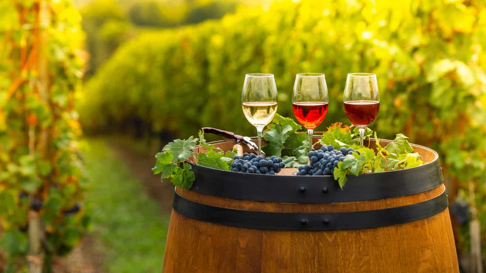 Three glasses with red, rose and white wine and ripe bunches of grapes are on a wine barrel against the backdrop of a vineyard