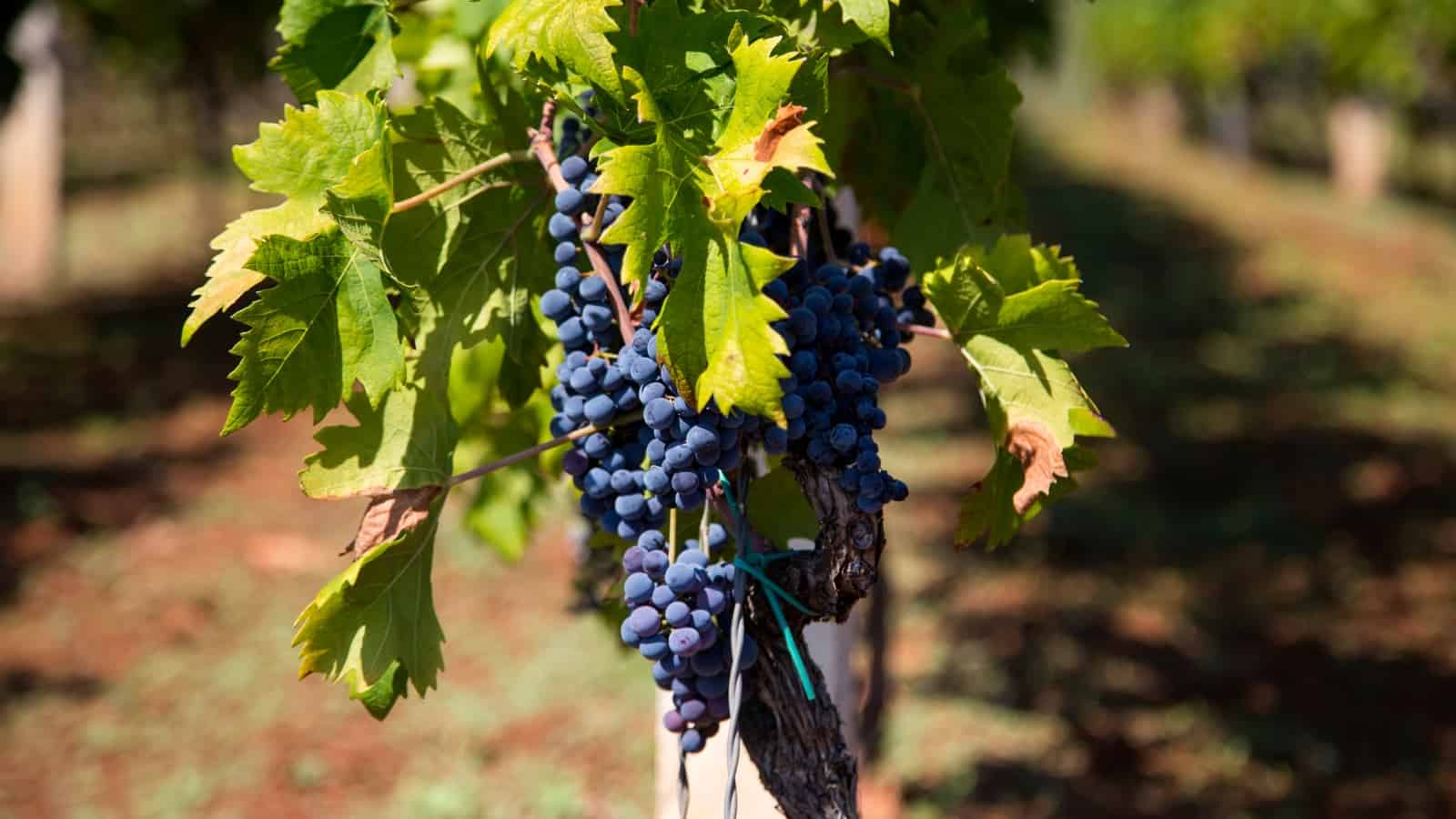 ripe bunches of blue grapes in the vineyards