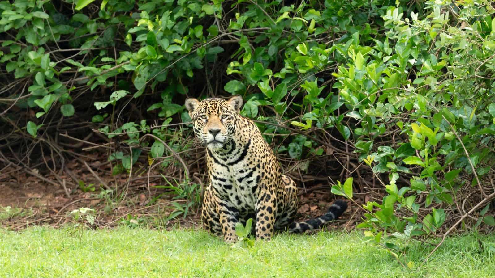 Amazon Jaguar