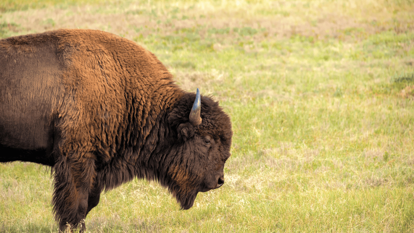 Misconceptions About Millennial Travelers 7 Bison 1