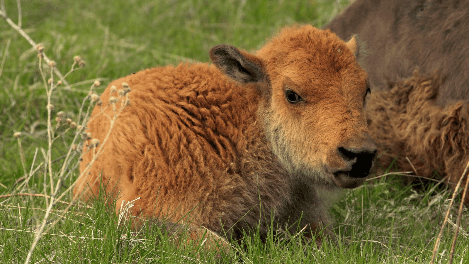 Why Was the Yellowstone Bison Calf Rejected and Euthanized? 3 Bison Calf 1