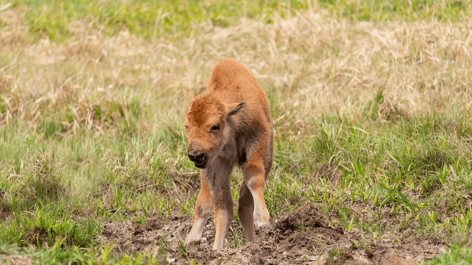 Why Was the Yellowstone Bison Calf Rejected and Euthanized? 1 Bison Calf