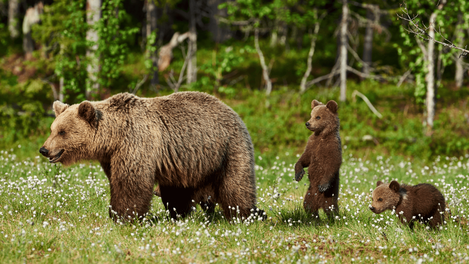 Brown Bear and Cubs