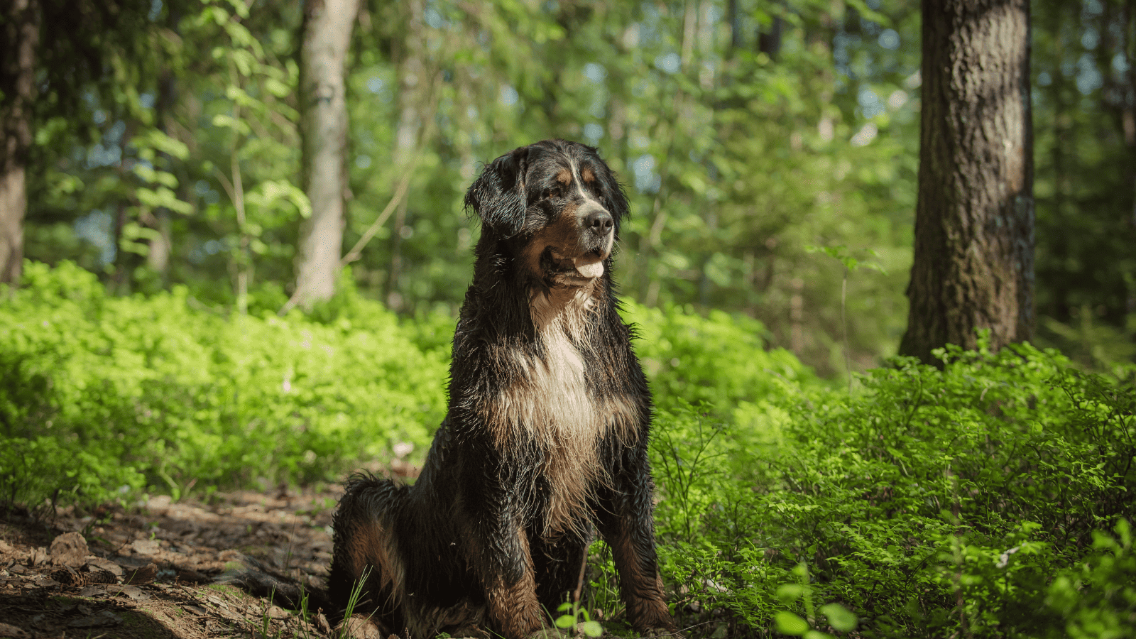 Dog in Woods