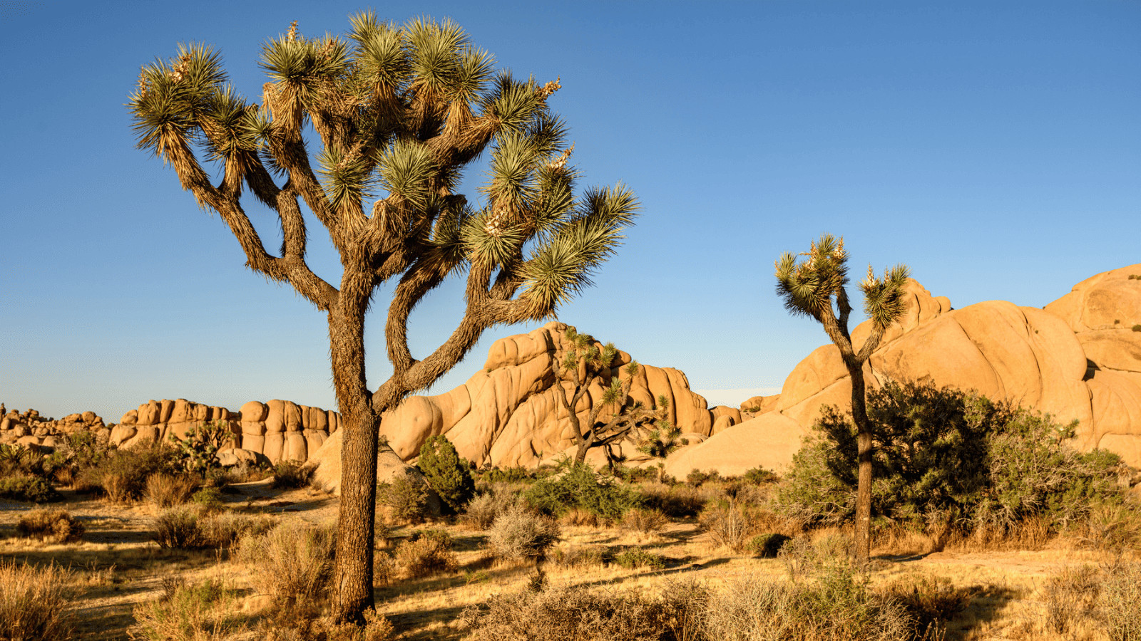 6 National Parks to Avoid This Summer (and the Alternatives) 13 Joshua Tree