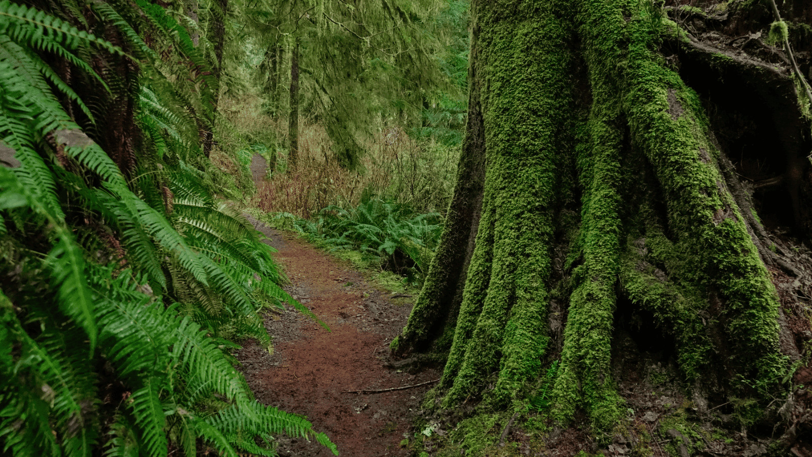 Olympic National Park Hoh Rainforest