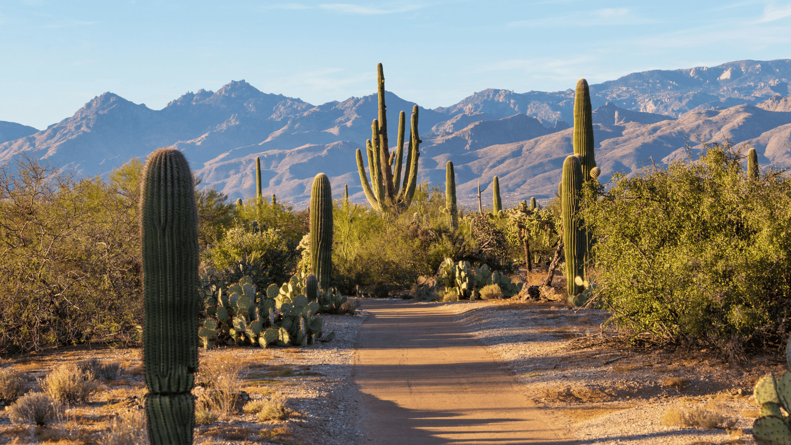 Winter’s Wonders: 13 Best National Parks To Visit in January 5 Saguaro National Park
