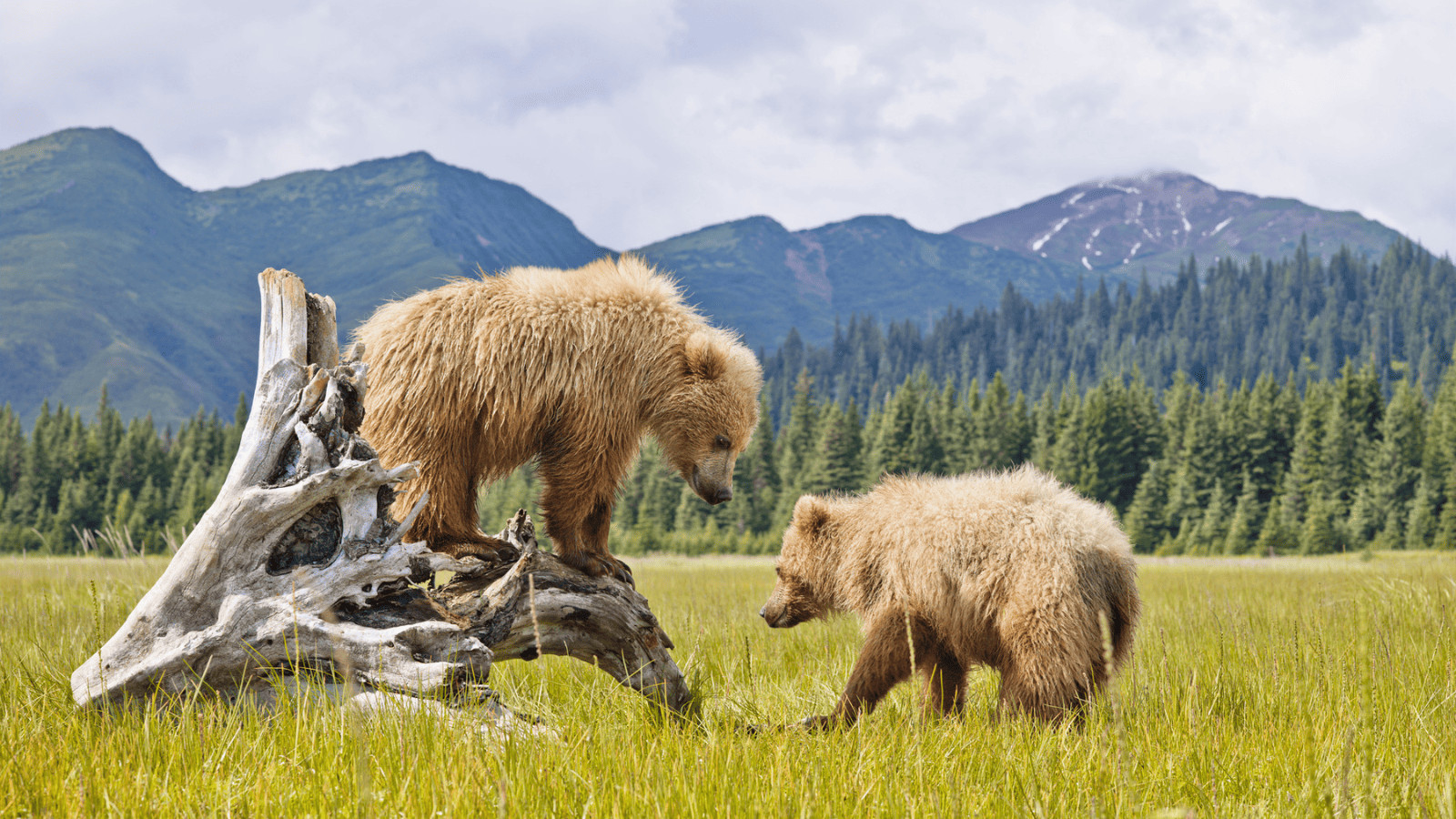 National Parks to Avoid with Young Kids: 10 Family Vacations You Might Regret