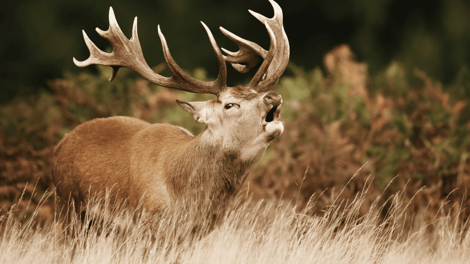 Animals in National Park