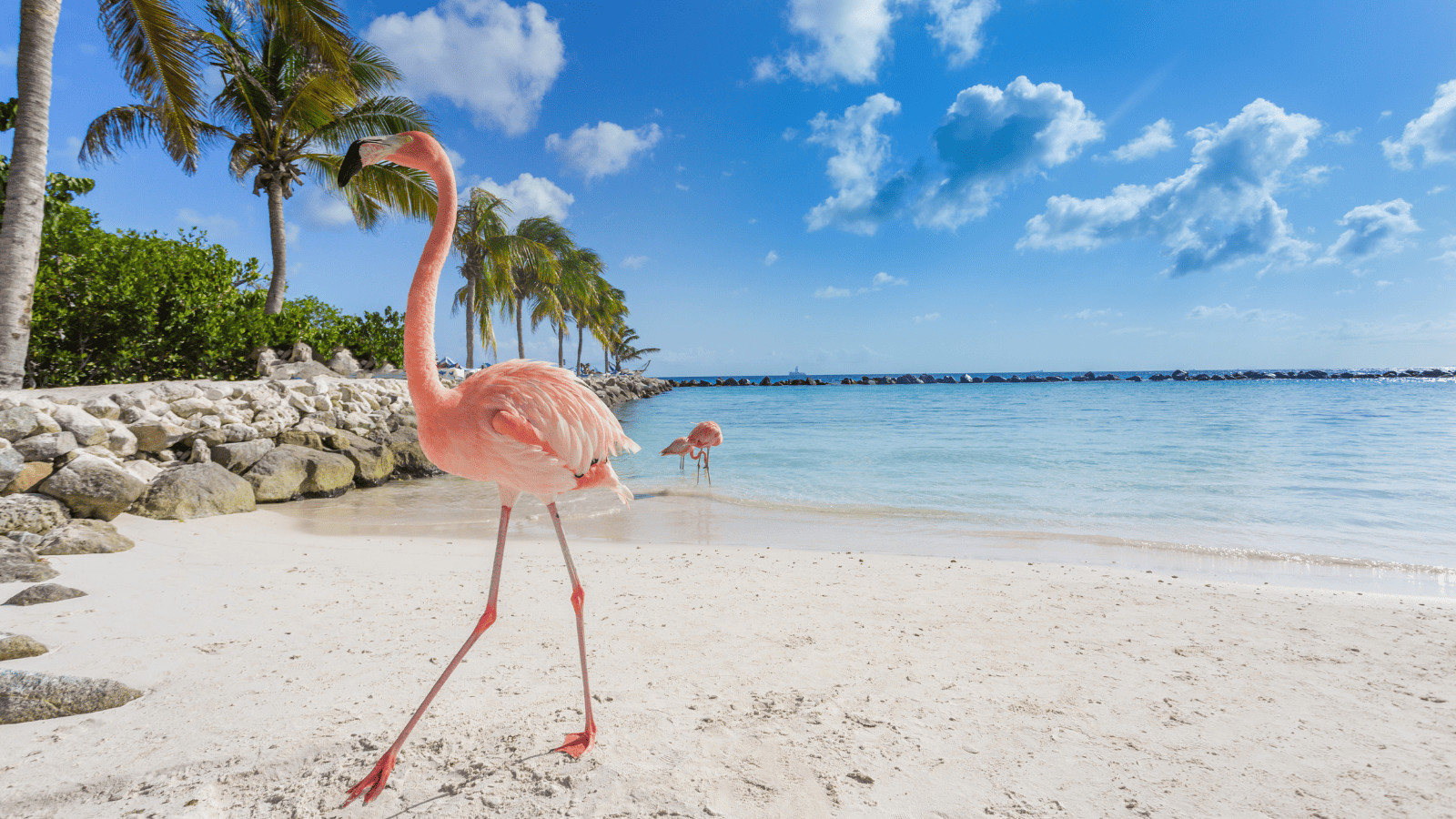 Paradise Found: 11 Must-Visit Islands for Your Bucket List 3 Aruba