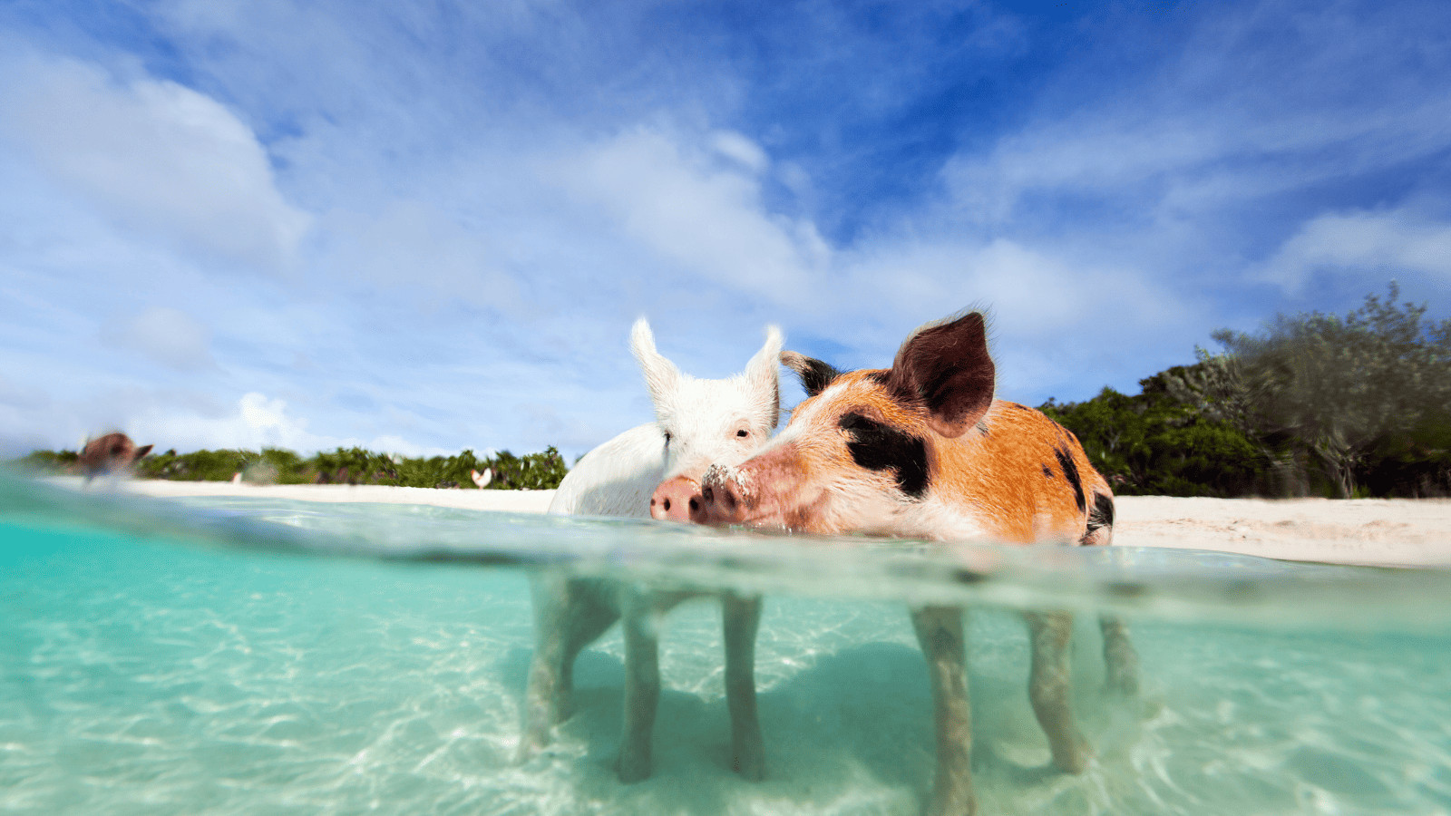 Paradise Found: 11 Must-Visit Islands for Your Bucket List 4 Bahamas