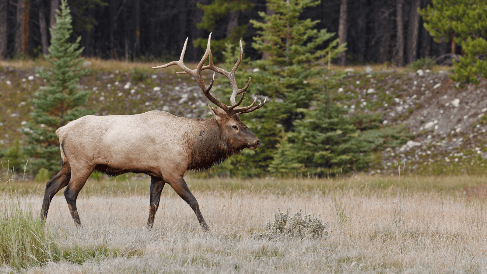 10 Spectacular Destinations for Wildlife Enthusiasts 10 Banff National Park Alberta Canada