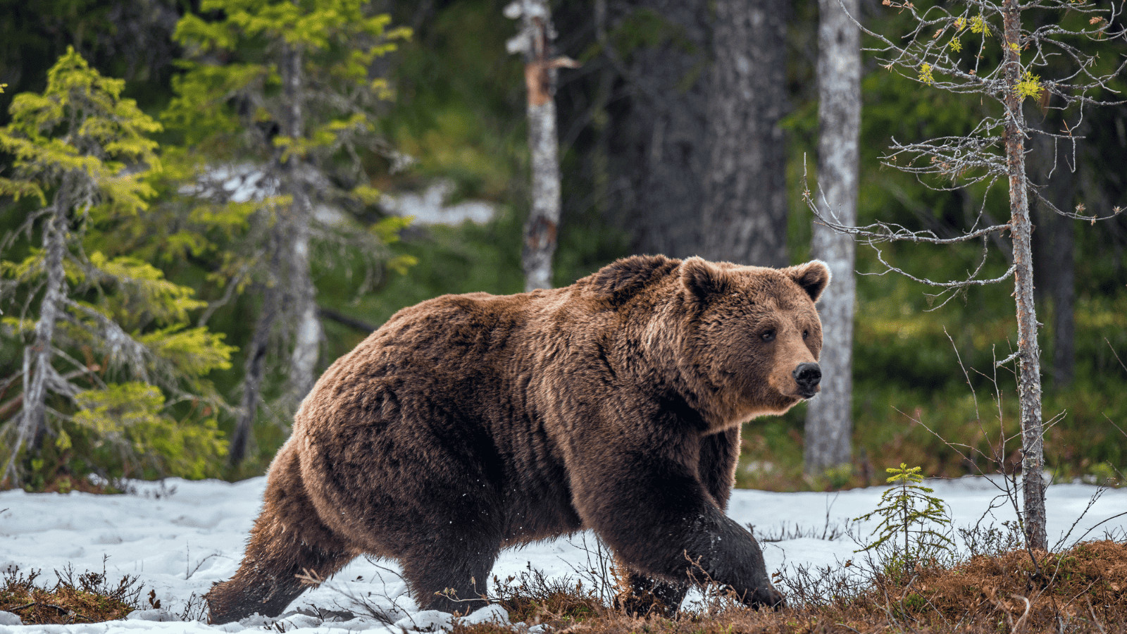 Survival Myths Debunked: Don't Fall for These Deadly Delusions! 11 Bear Attack
