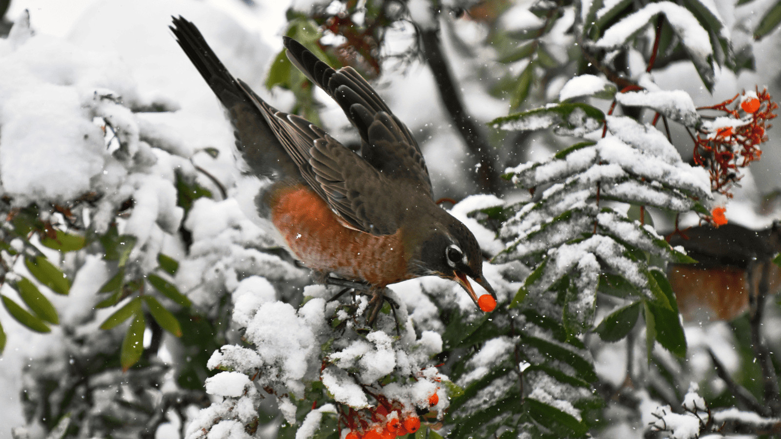 Survival Myths Debunked: Don't Fall for These Deadly Delusions! 13 Bird Eating Berries