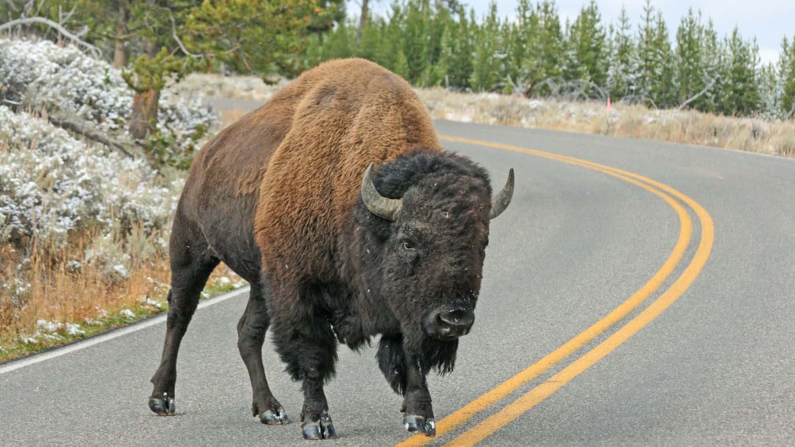 Bison in Road