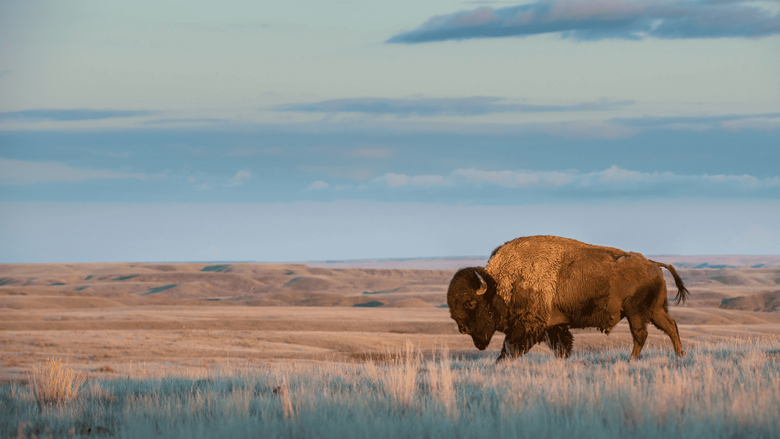 9 Game-Changing Hacks for Summer National Park Trips 9 Bison