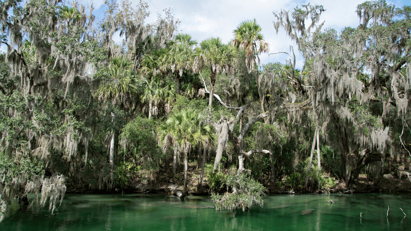 Under the Radar: 10 Underrated State Parks to Visit this Summer 5 Blue Spring State Park