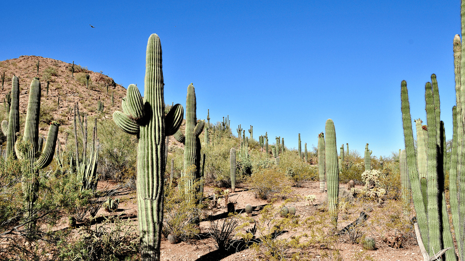 Survival Myths Debunked: Don't Fall for These Deadly Delusions! 8 Cactus