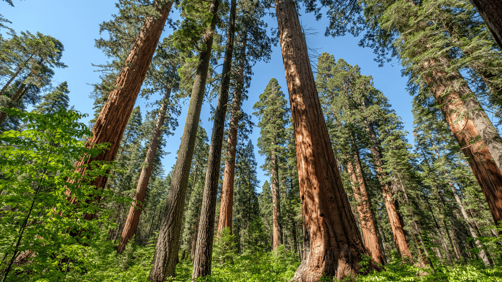 Under the Radar: 10 Underrated State Parks to Visit this Summer 3 Calaveras Big Trees State Park
