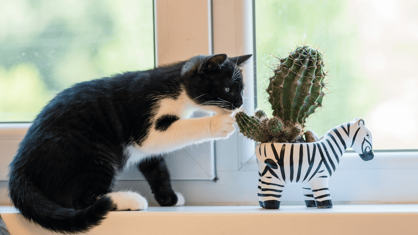 Flying with Fido? 10 Tips for Air Travel With Pets 9 Cat Playing with Cactus