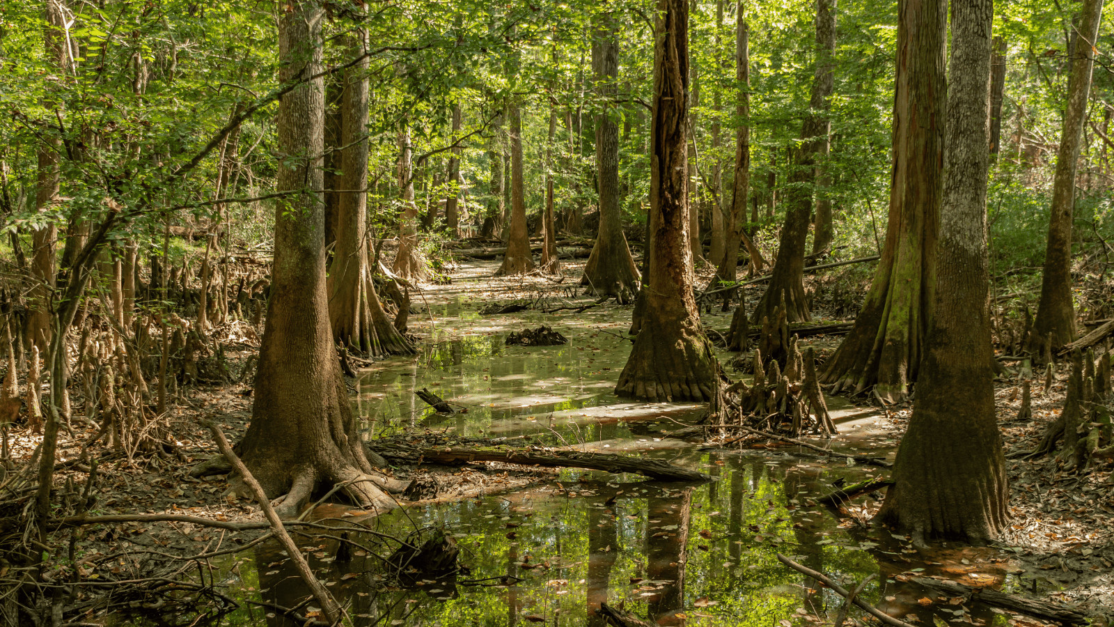 9 Game-Changing Hacks for Summer National Park Trips 7 Congaree National Park