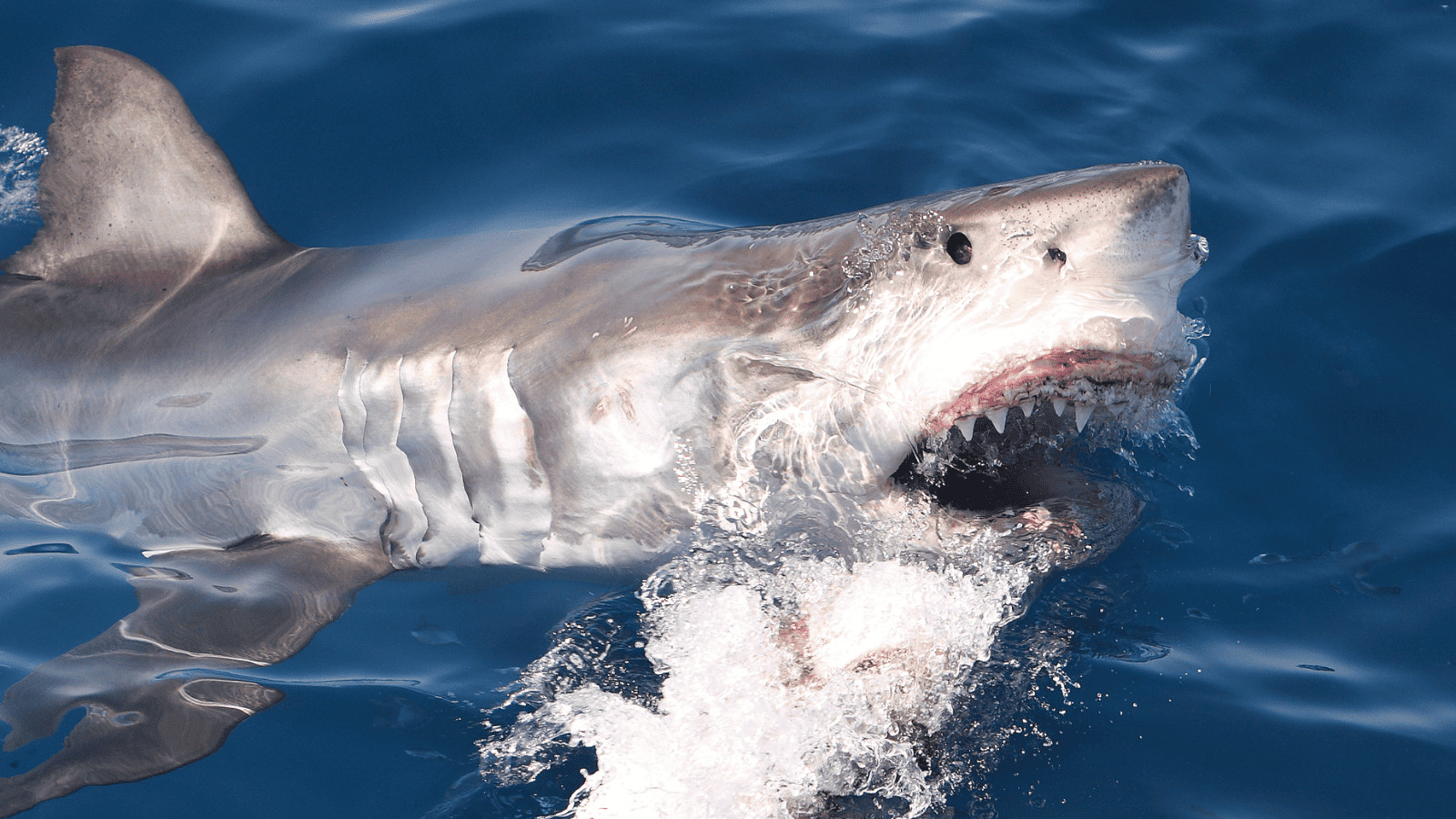 Shark attack