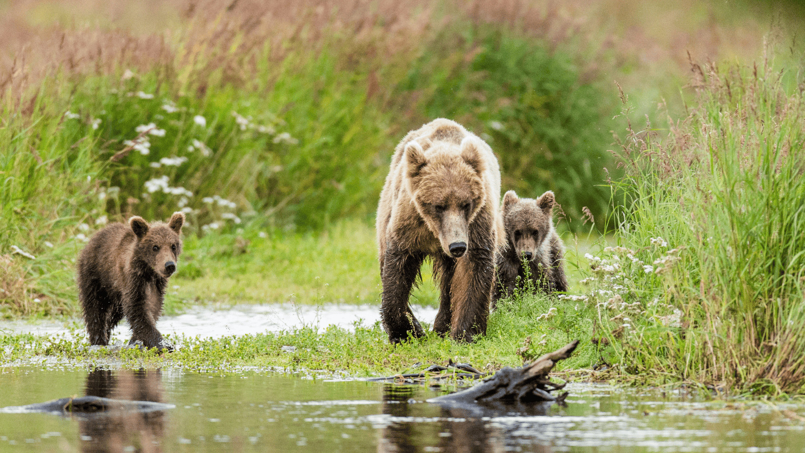 Vacation Blunders: The Don'ts of U.S. Traveling 3 National Park Bears