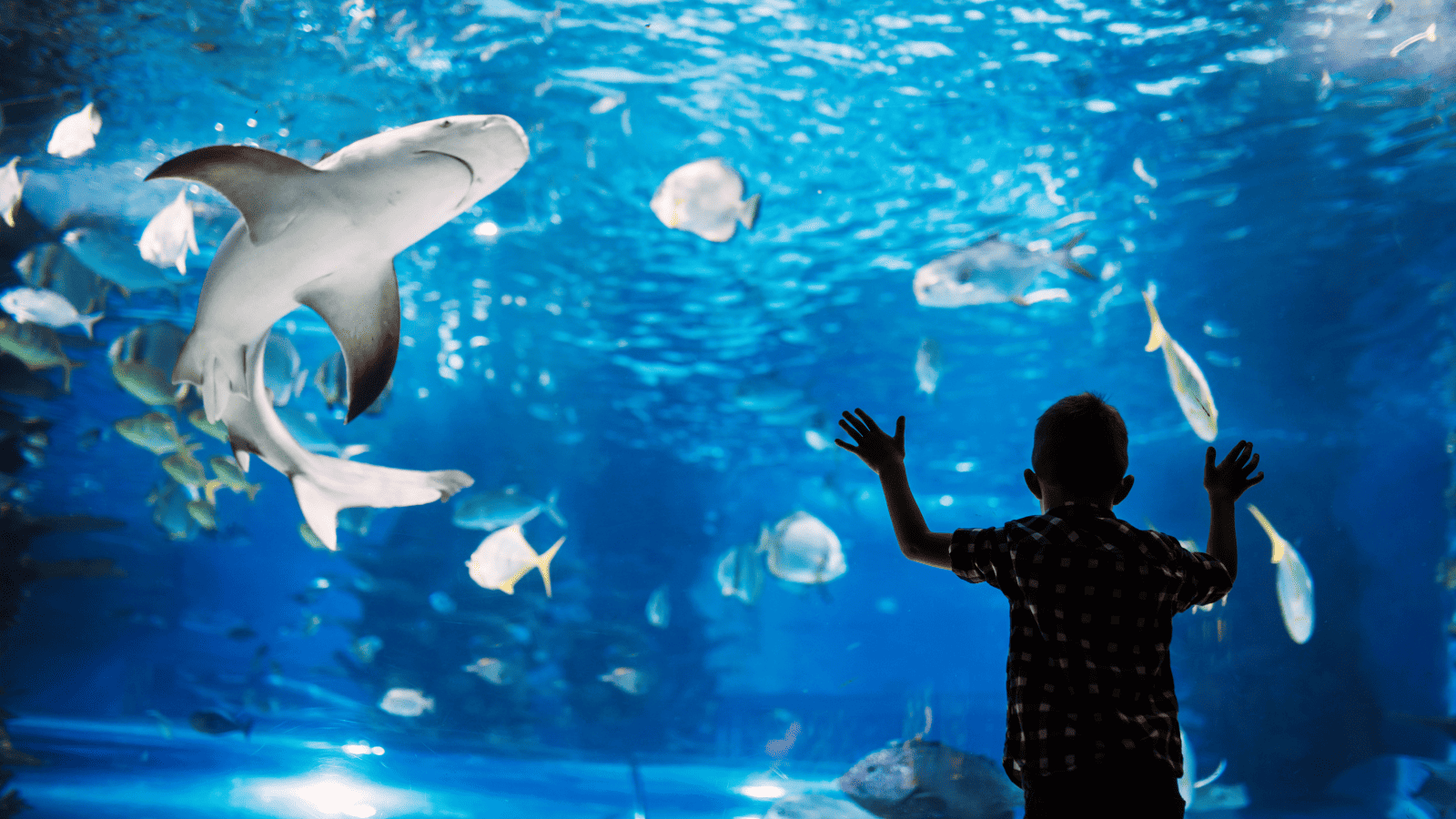 London’s Worst Tourist Traps - London Aquarium