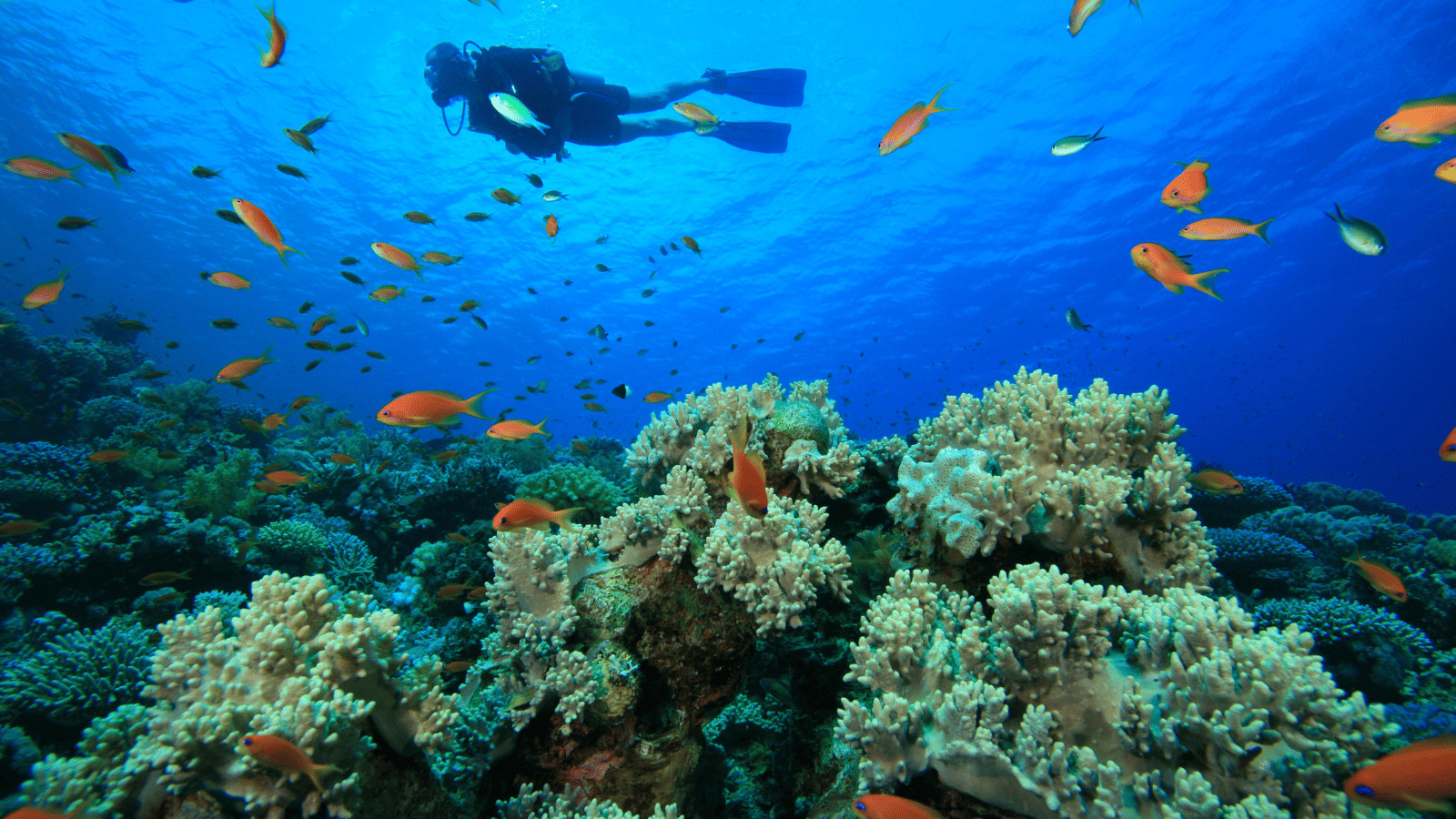Dive into Wonder: The 10 Best Diving Spots in the World 3 Diving with fish