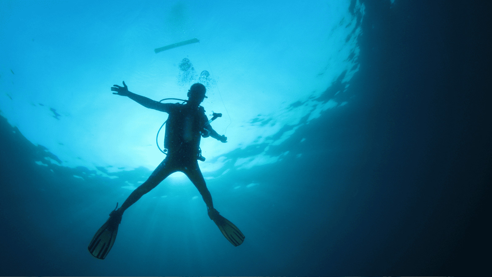 Diver shark