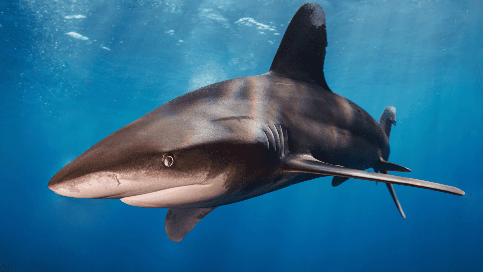 Shark