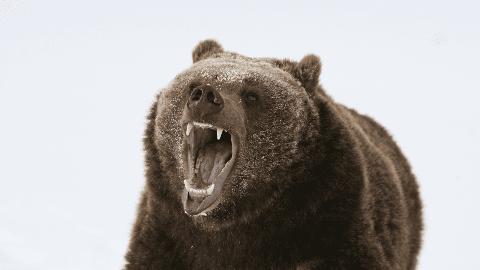 American Danger Zone: 11 Deadly Animals in North America 1 Grizzly Bear