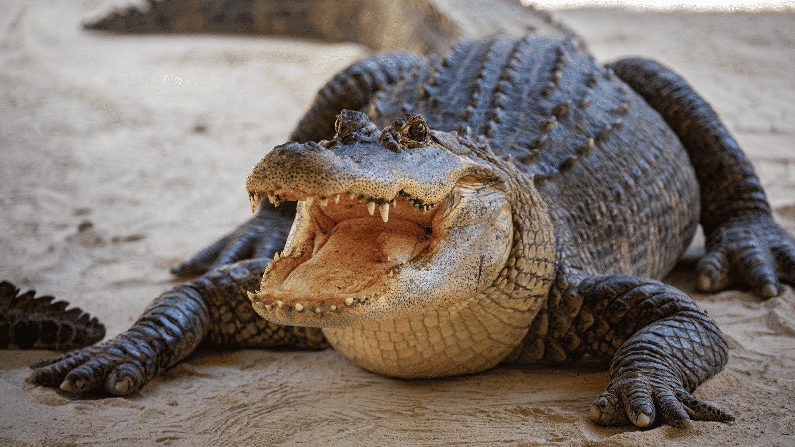 American Danger Zone: 11 Deadly Animals in North America 2 American Alligator