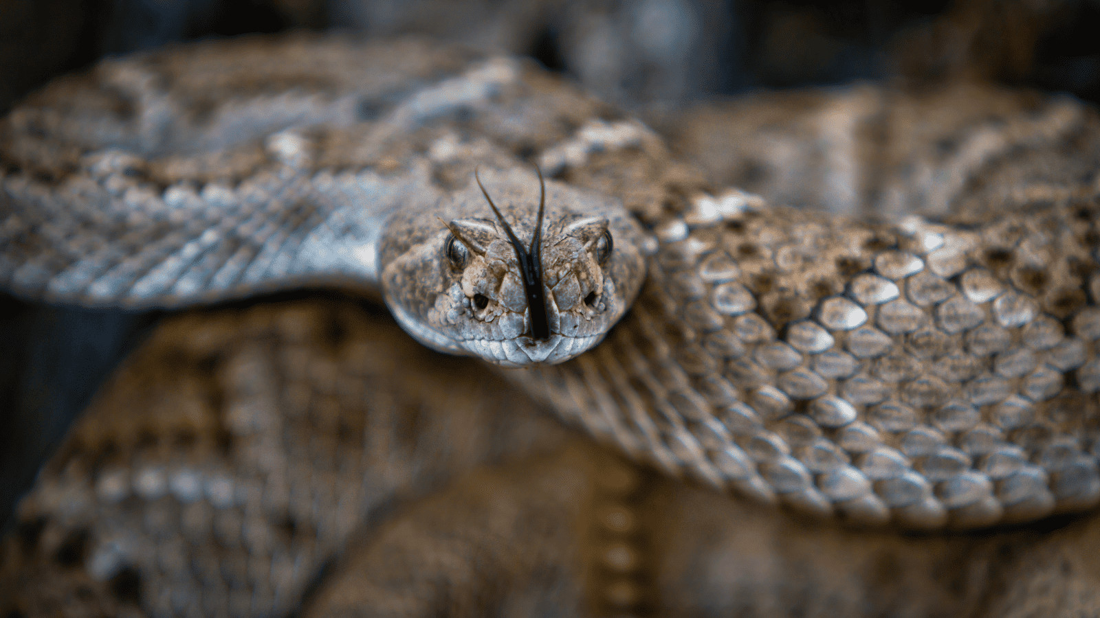 American Danger Zone: 11 Deadly Animals in North America 3 Rattlesnake